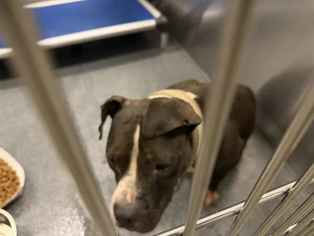 An adult large-sized male Mixed Breed dog named Jamie for adoption in Dallas, TX