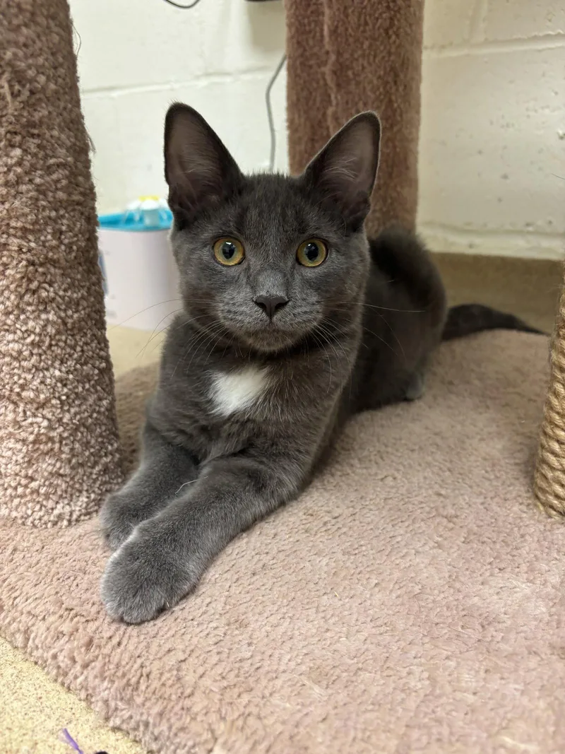A baby medium-sized male Gray / Blue / Silver Domestic Short Hair cat named Martin for adoption in Brick, NJ