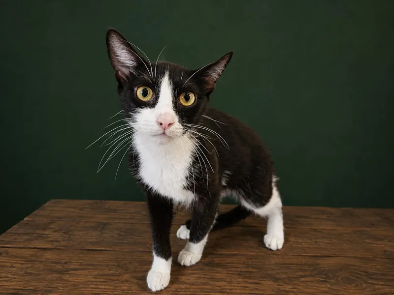 A young medium-sized female Black Domestic Short Hair cat named Velvet for adoption in Orangeburg, SC