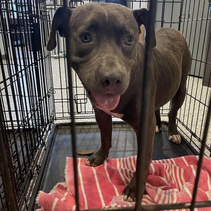 A young medium-sized female Gray / Blue / Silver Mixed Breed dog named Lil One for adoption in Port Charlotte, FL
