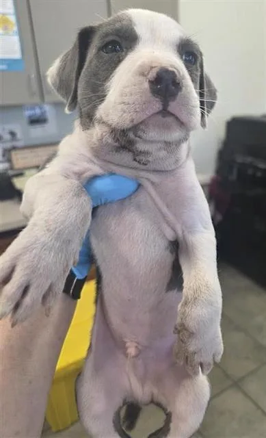 A baby small-sized male Pit Bull Terrier dog named Dusk for adoption in San Antonio, TX