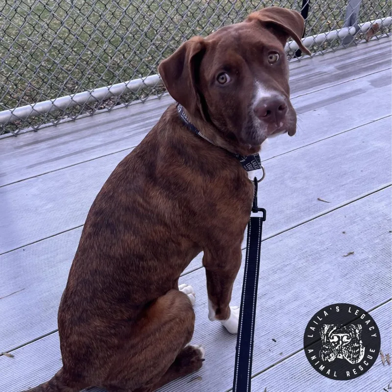 A young medium-sized male Brown / Chocolate Mixed Breed dog named Charlie Brown for adoption in Washington, DC