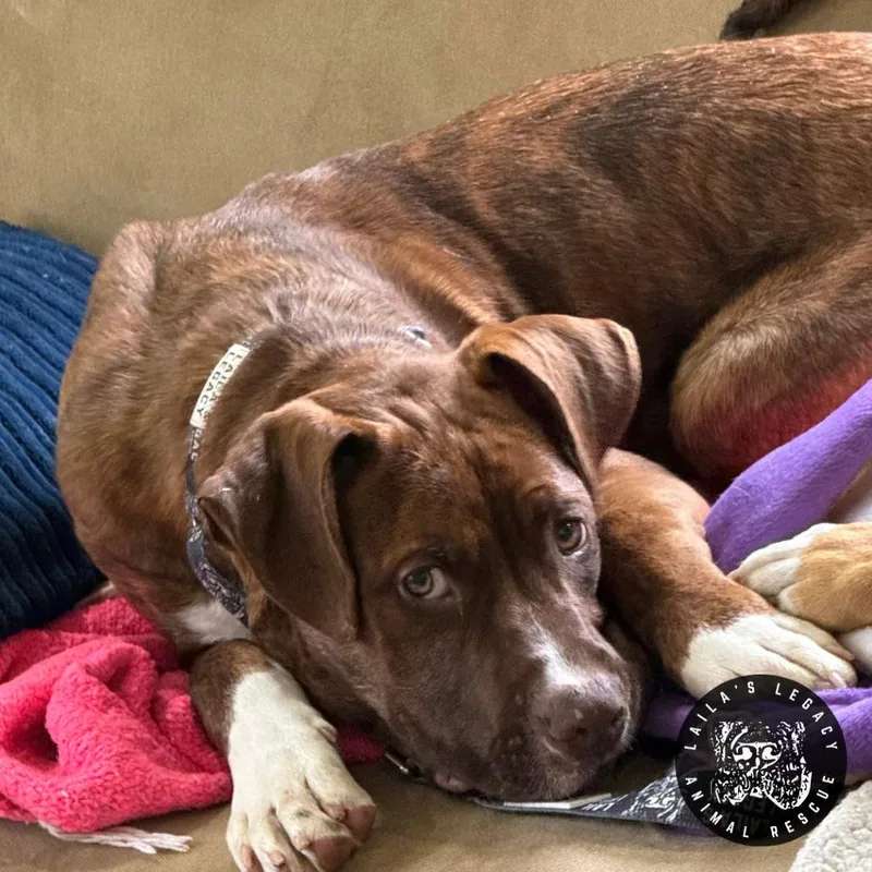 Charlie Brown thumbnail 2