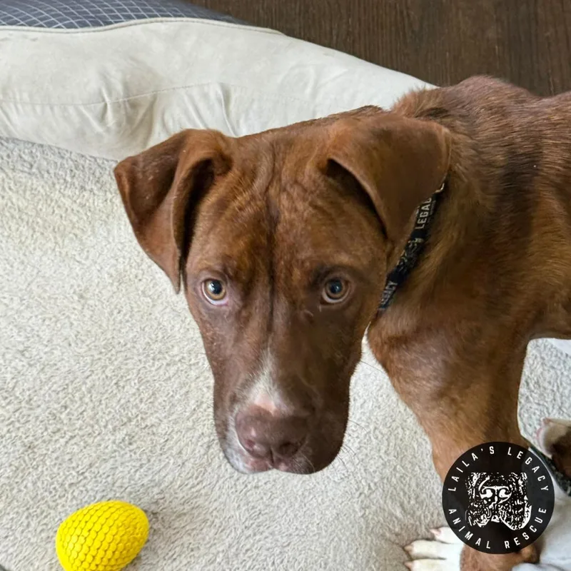 Charlie Brown thumbnail 3