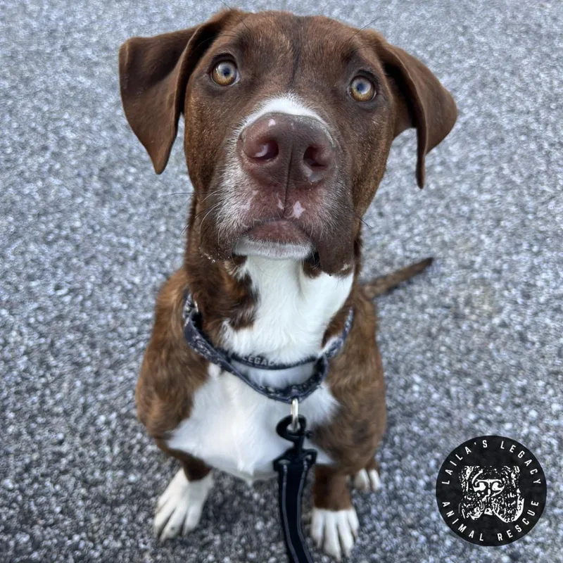 Charlie Brown thumbnail 4