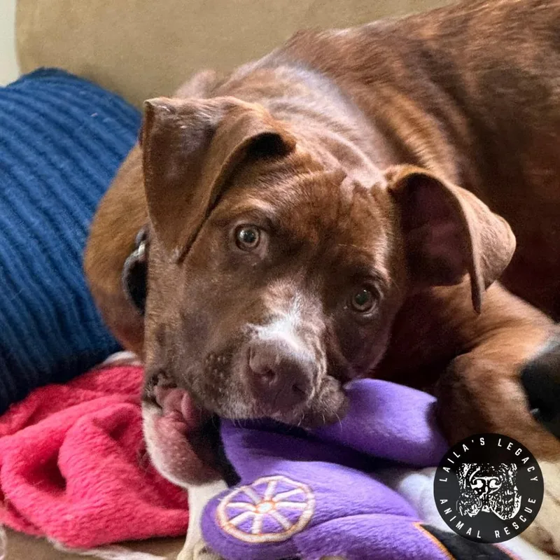 Charlie Brown thumbnail 5