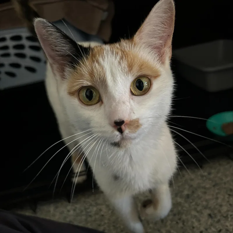 An adult medium-sized female Calico Domestic Short Hair cat named Summer for adoption in Hudsonville, MI