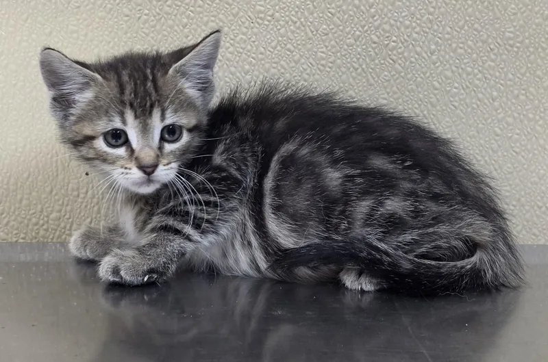 A baby medium-sized female Domestic Short Hair cat named Yeti for adoption in Brainerd, MN