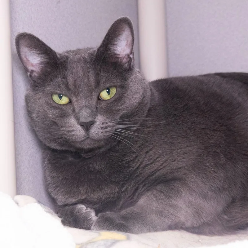 An adult medium-sized female Domestic Short Hair cat named Sparkles for adoption in Shoreline, WA