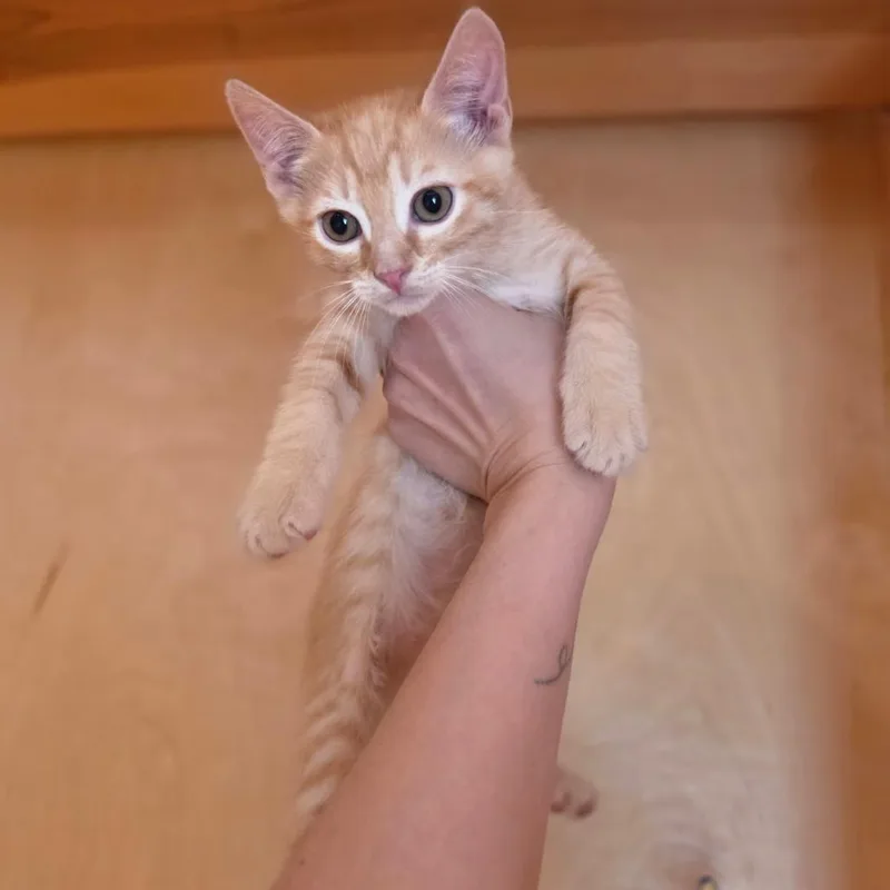 A baby small-sized male Orange / Red Domestic Short Hair cat named Ceaser Salad for adoption in Odessa, TX