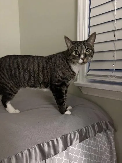 Honey Bunches thumbnail 3