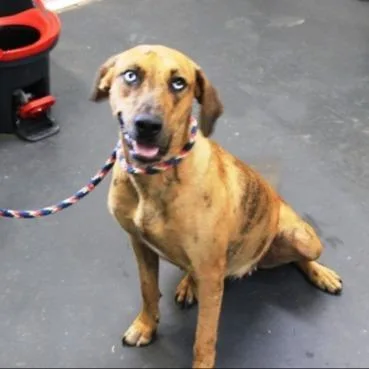 An adult medium-sized female Brindle Catahoula Leopard Dog dog named Lilo for adoption in Novelty, OH