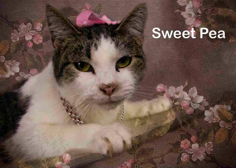 An adult medium-sized female White Tabby cat named Sweet Pea for adoption in York, NE