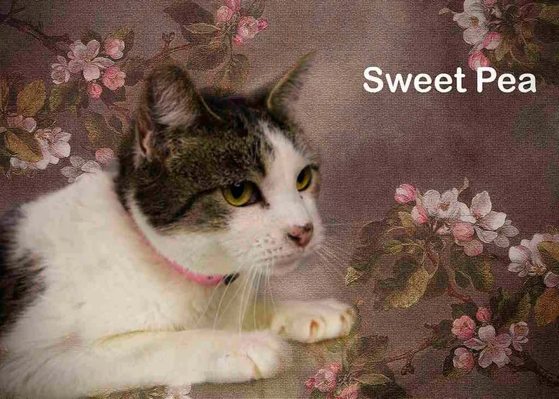 Sweet Pea thumbnail 2