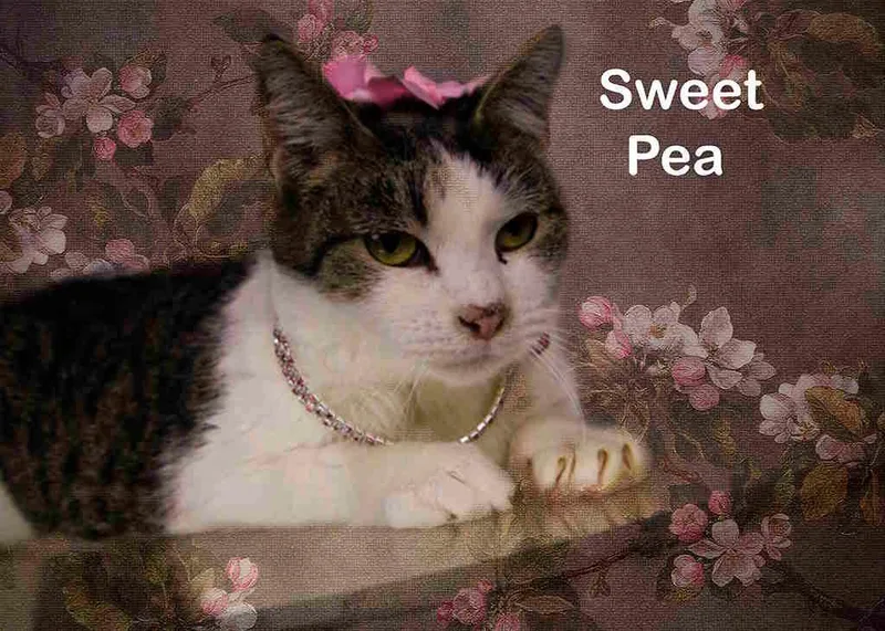 Sweet Pea thumbnail 3