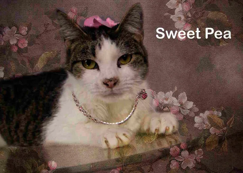 Sweet Pea thumbnail 4