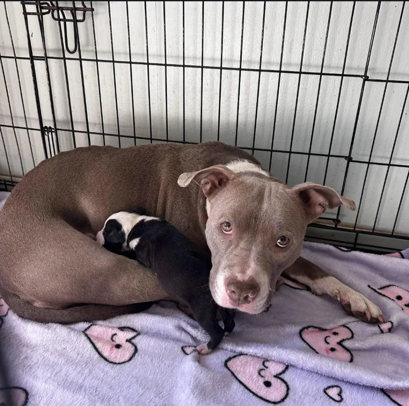 A young medium-sized female Pit Bull Terrier dog named Harper for adoption in Gautier, MS