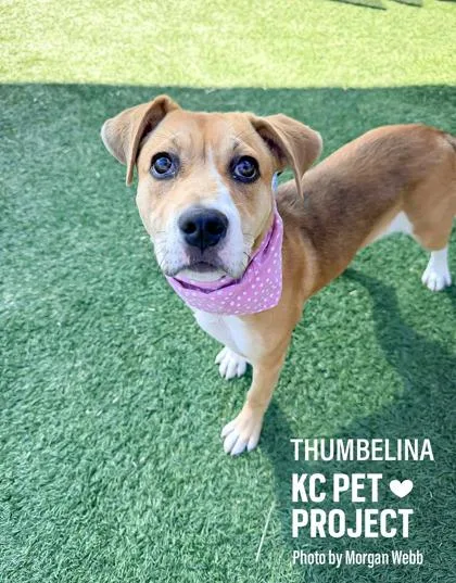 A baby medium-sized female Yellow / Tan / Blond / Fawn Mixed Breed dog named Thumbelina for adoption in Kansas City, MO