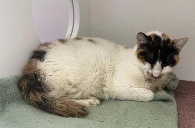 An adult medium-sized female Domestic Short Hair cat named Sweetie for adoption in Ontario, CA