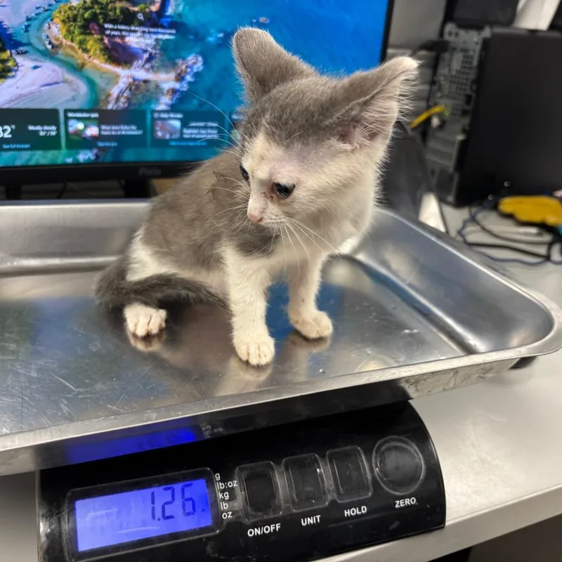 A baby small-sized female White Domestic Short Hair cat named Crystal Jones for adoption in St Joseph, MO