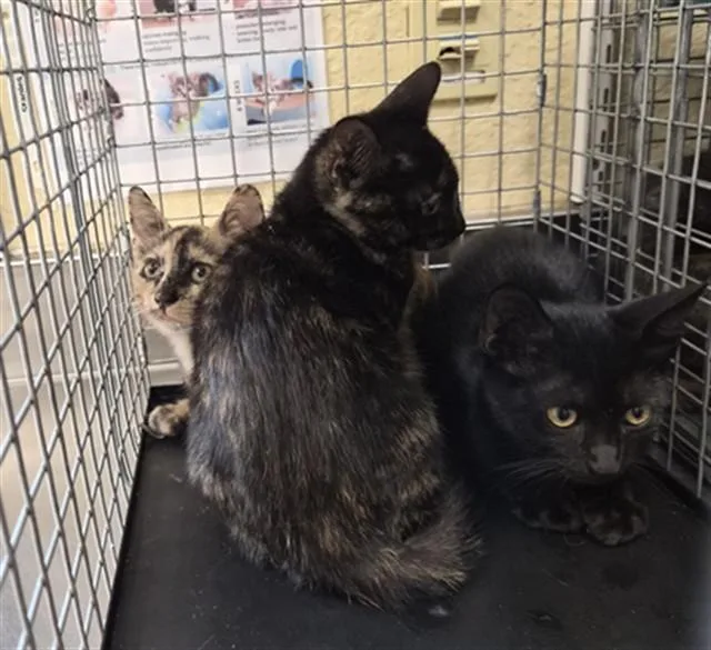 A baby small-sized female Domestic Short Hair cat named Lisa for adoption in Fort Myers, FL
