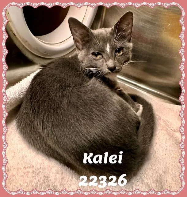 Kalei thumbnail 2