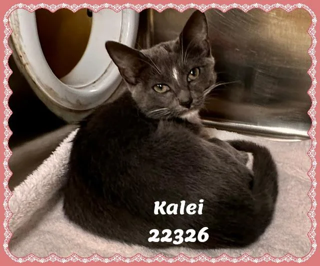 Kalei thumbnail 3