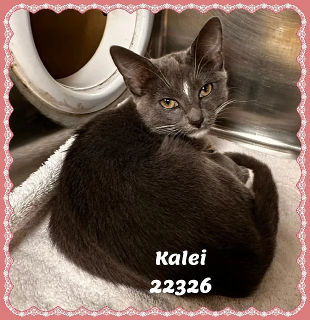 Kalei thumbnail 4