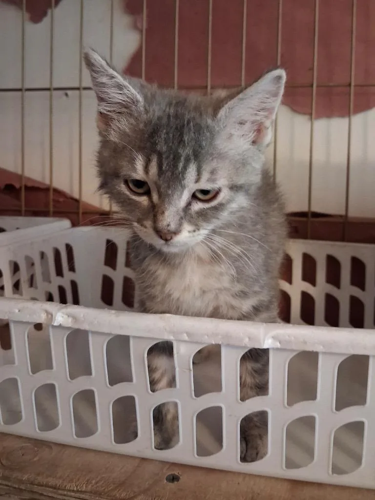 A baby small-sized female Domestic Short Hair cat named Jessie for adoption in Ogden, UT