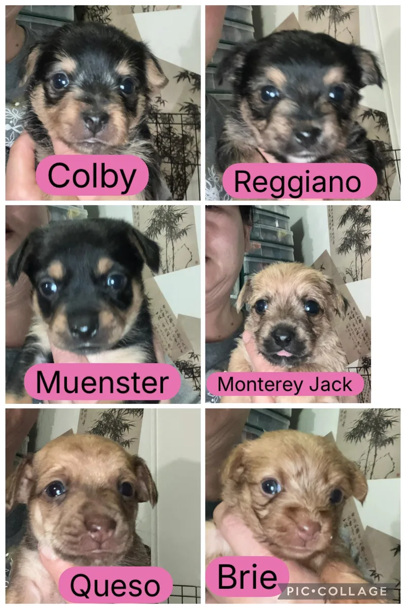 Monterey Jack thumbnail 2