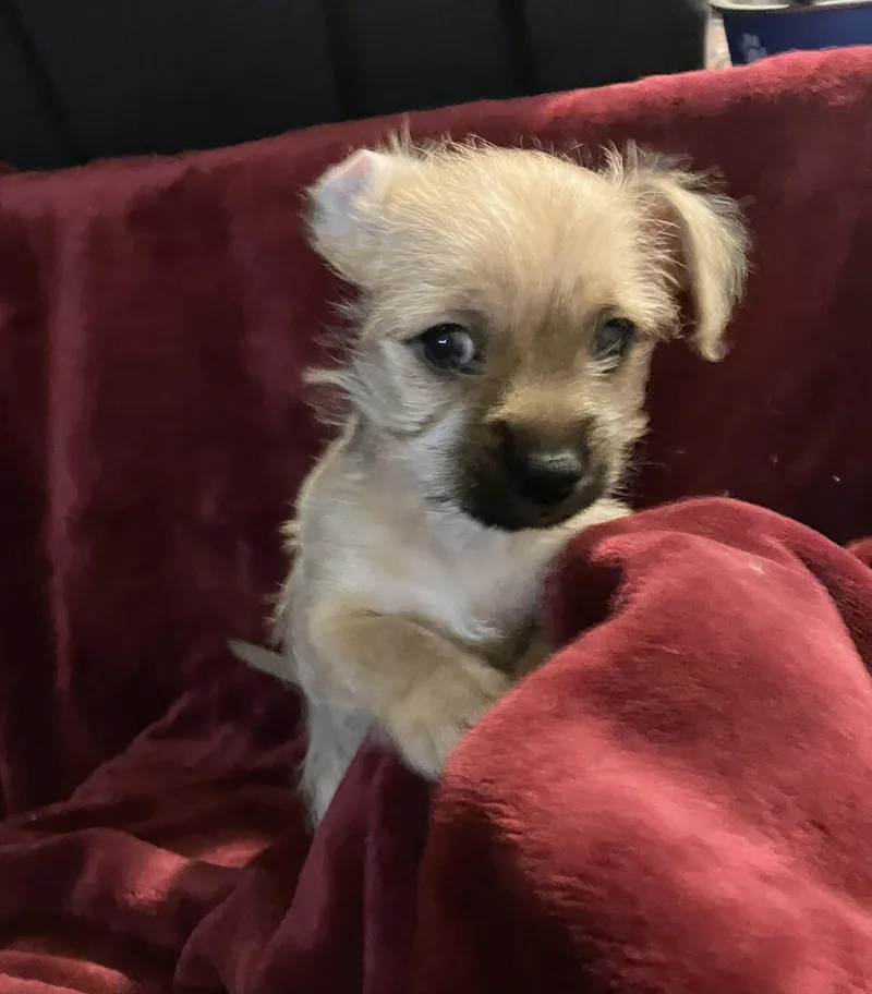 Monterey Jack thumbnail 3