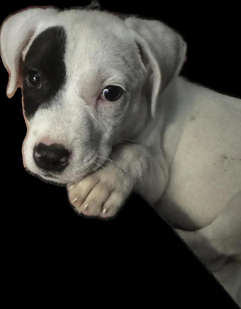 Stanley thumbnail 2