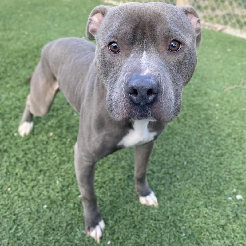 An adult medium-sized male Gray / Blue / Silver Staffordshire Bull Terrier dog named Grimm for adoption in Columbus, OH