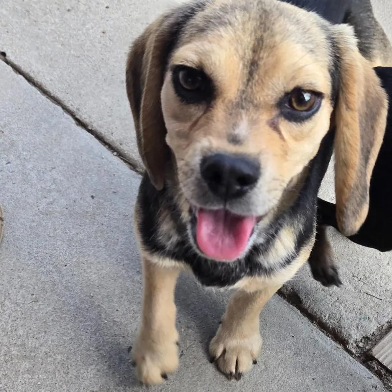 A young small-sized male Black Beagle dog named Willie for adoption in Briarcliff Manor, NY