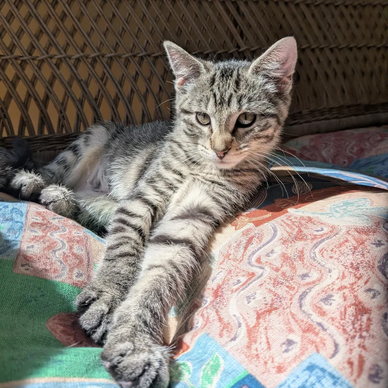 A baby medium-sized female Tabby (Brown / Chocolate) Domestic Short Hair cat named Coco for adoption in Chicago, IL