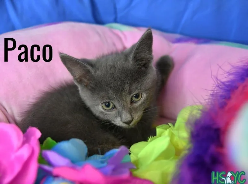 A baby medium-sized male Domestic Short Hair cat named Paco for adoption in Fort Mill, SC