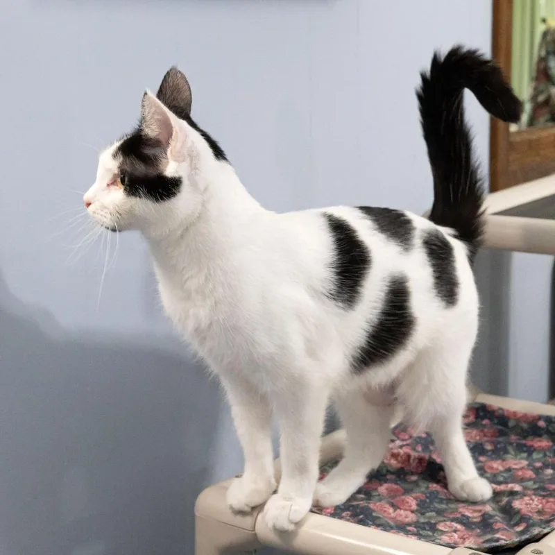 An adult large-sized female Black Domestic Short Hair cat named Vache for adoption in McKean, PA