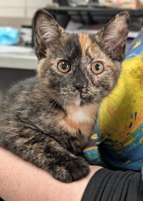 A baby small-sized female Domestic Short Hair cat named Moxie Meow for adoption in Canfield, OH