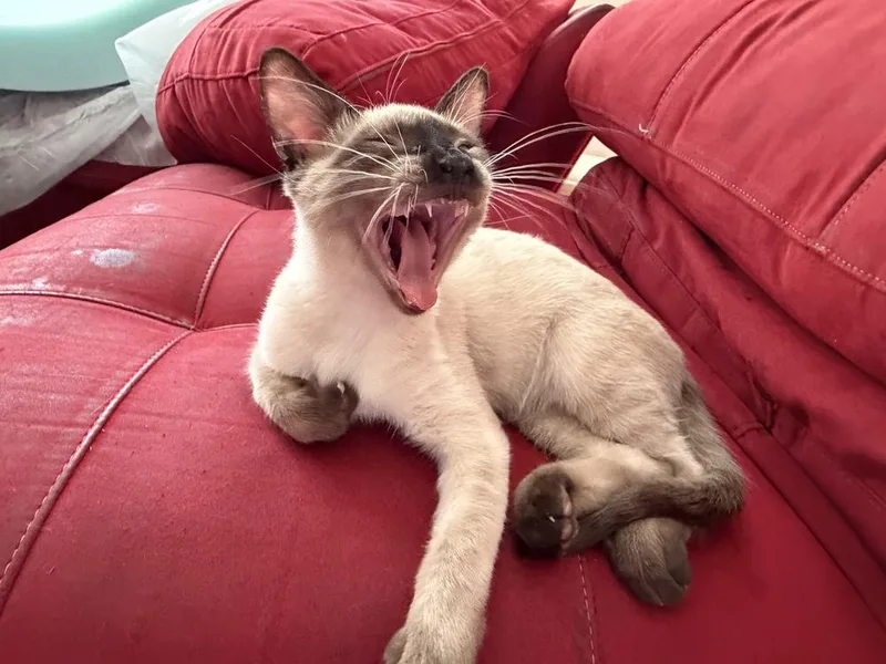 Milo