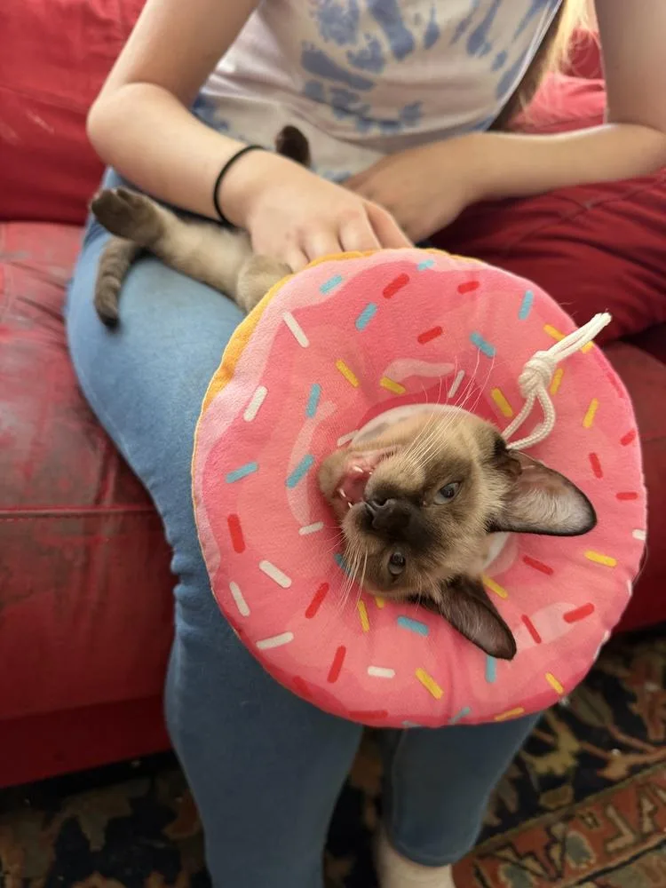 Milo thumbnail 2