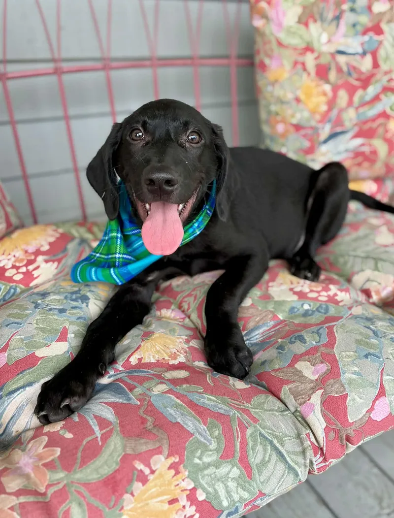 A baby large-sized male German Shorthaired Pointer dog named Nurgle for adoption in Gulfport, MS
