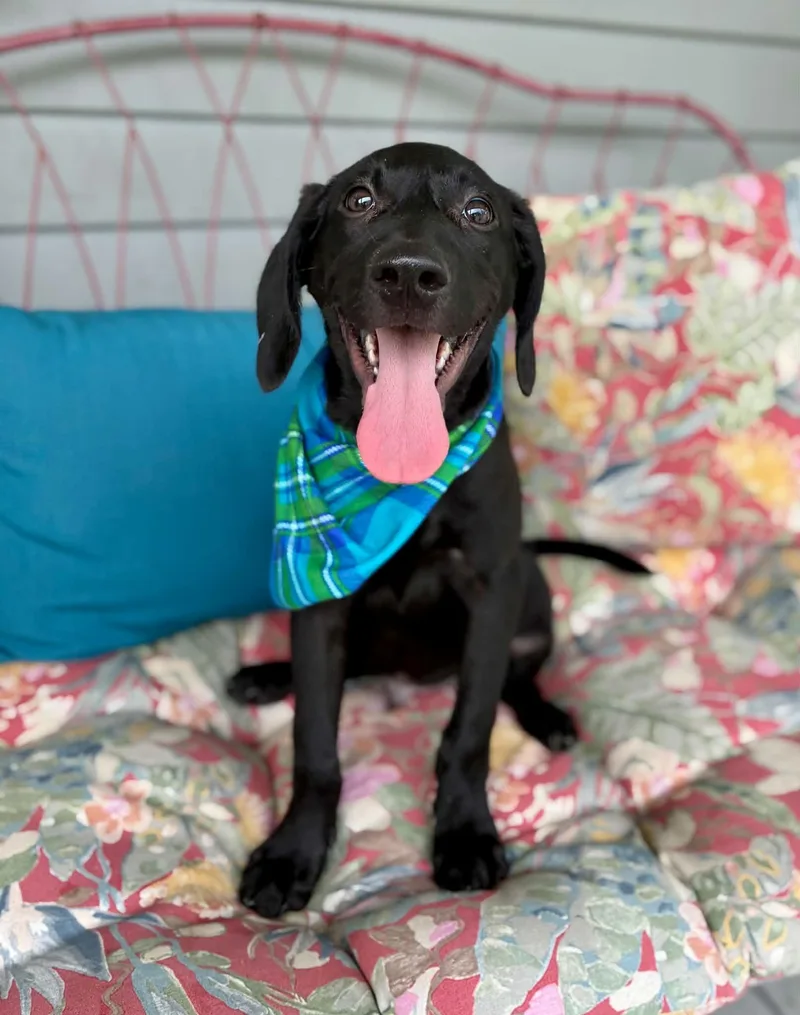 Nurgle thumbnail 4