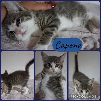 A baby small-sized male Domestic Short Hair cat named Capone for adoption in Wilkesboro, NC
