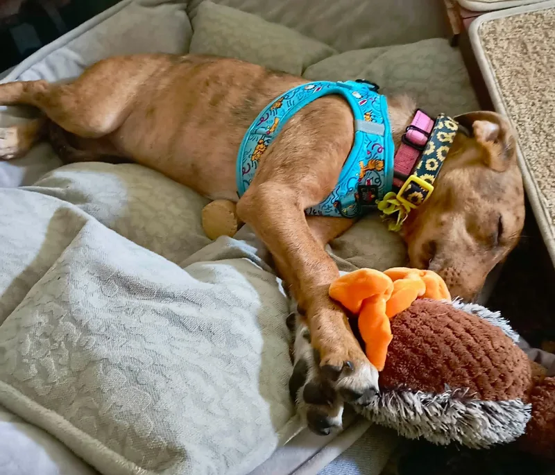 A baby medium-sized female Golden Chihuahua dog named Judy for adoption in Union Grove, WI