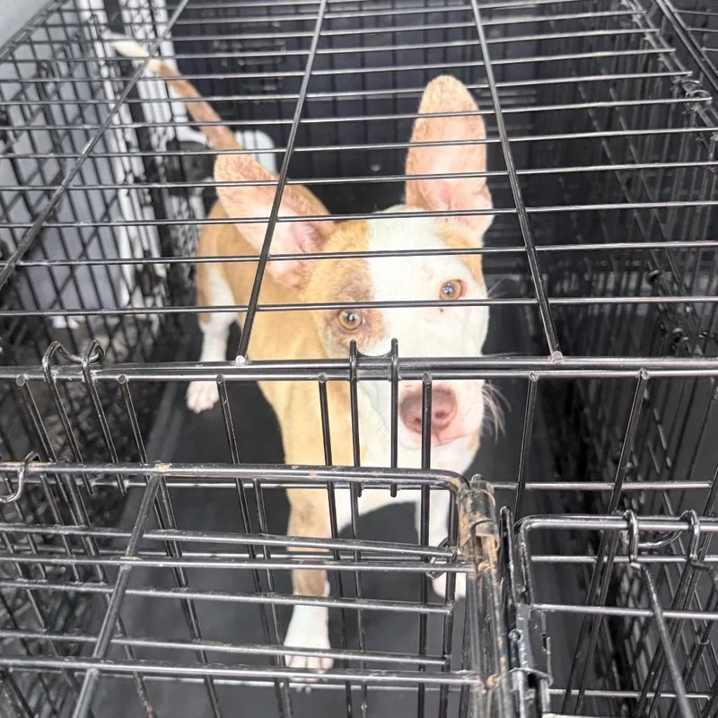 A young small-sized female White / Cream Mixed Breed dog named Riviera for adoption in Jupiter, FL
