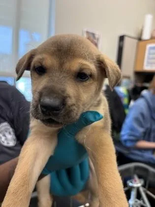 A baby small-sized female Great Pyrenees dog named Lady for adoption in North Richland Hills, TX