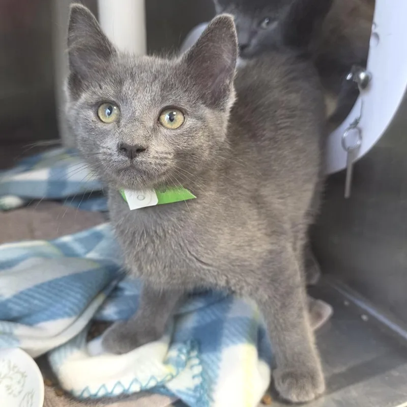 A baby small-sized female Gray / Blue / Silver Domestic Short Hair cat named Stormie for adoption in Fort Wayne, IN