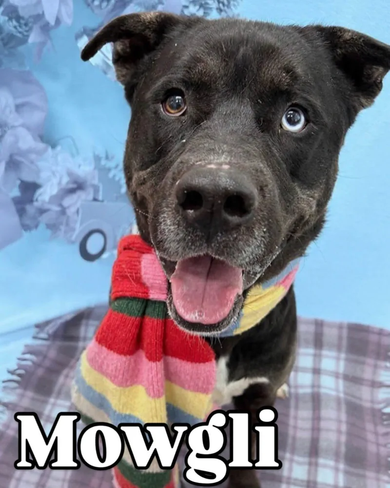 Mowgli