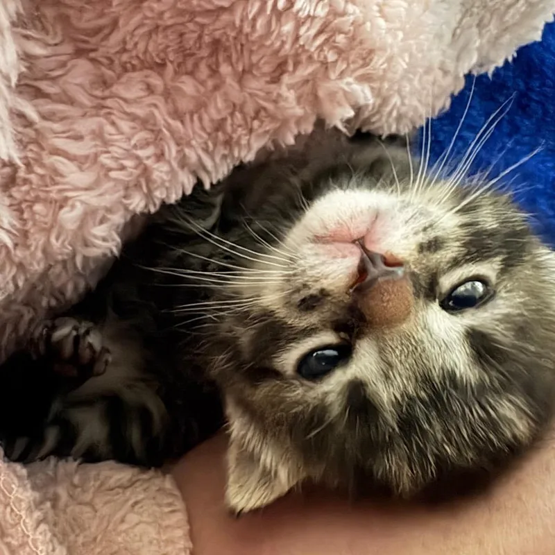 A baby small-sized male Domestic Short Hair cat named Freddie for adoption in Portage, MI