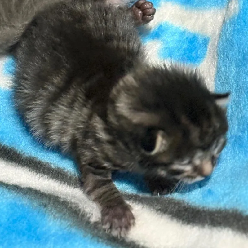 Freddie thumbnail 2